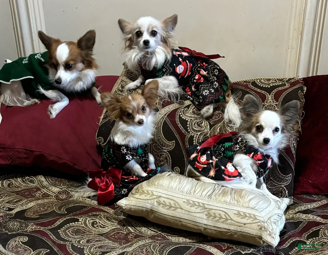 Gallery Image {{count}}