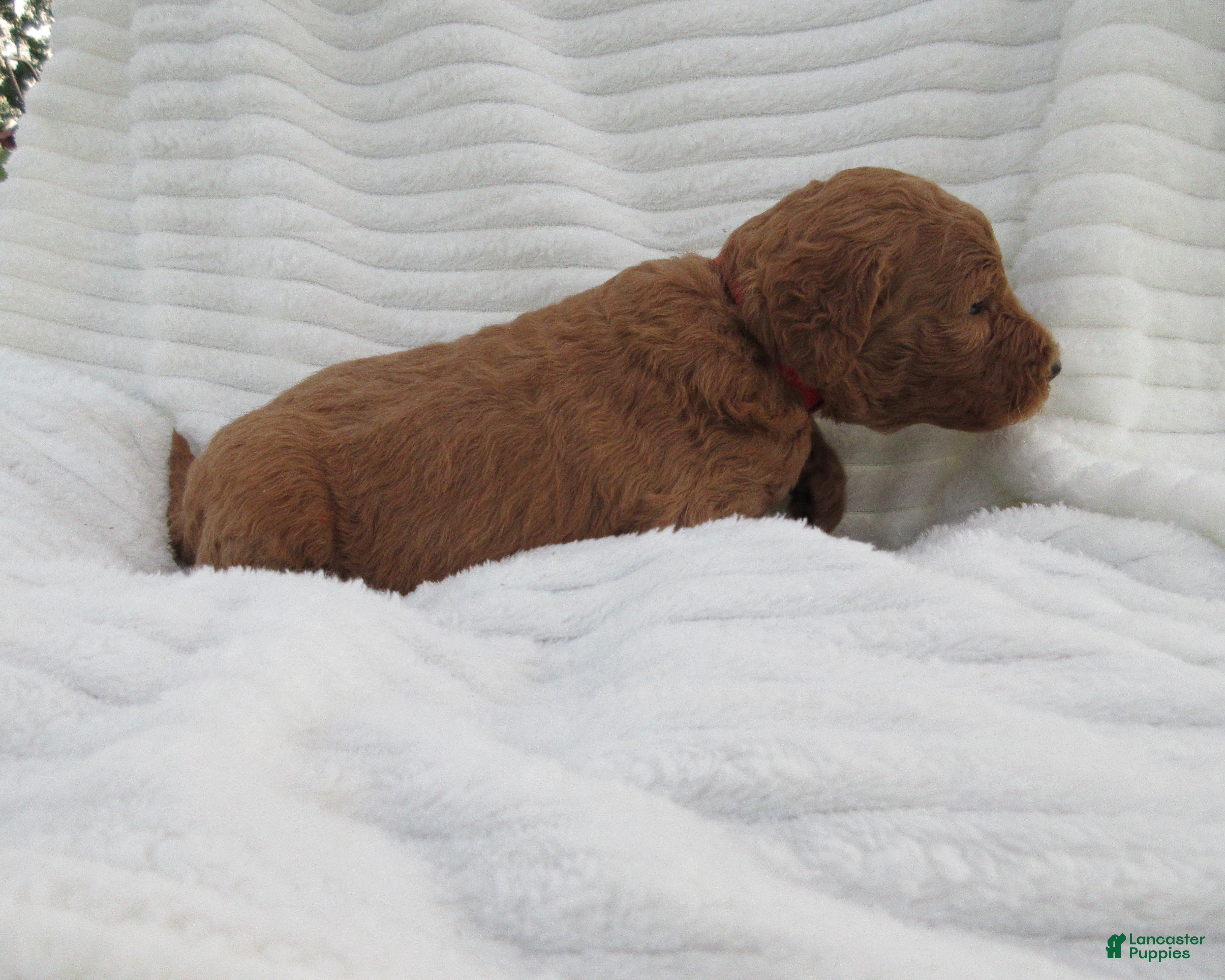 Goldendoodle dogs Rose - Ad 2
