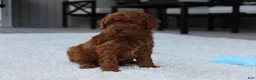Toy Poodle dogs for sale: Ashton - Ad 6