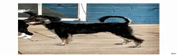 Aussiedoodle dogs for sale: Aussiedoodle Puppy 3 - Ad 2