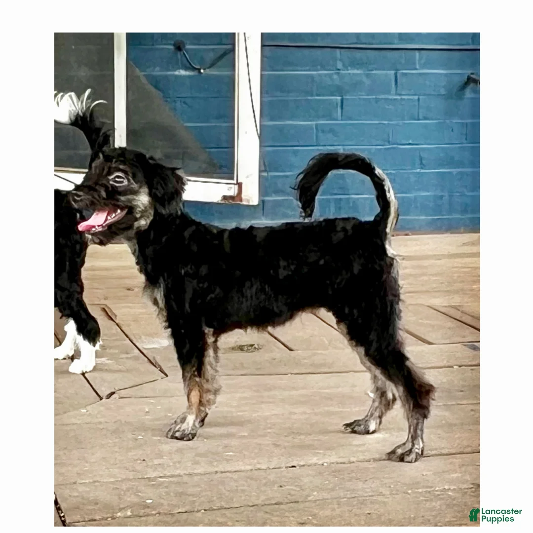 Aussiedoodle dogs for sale: Aussiedoodle Puppy 3 - Ad 2