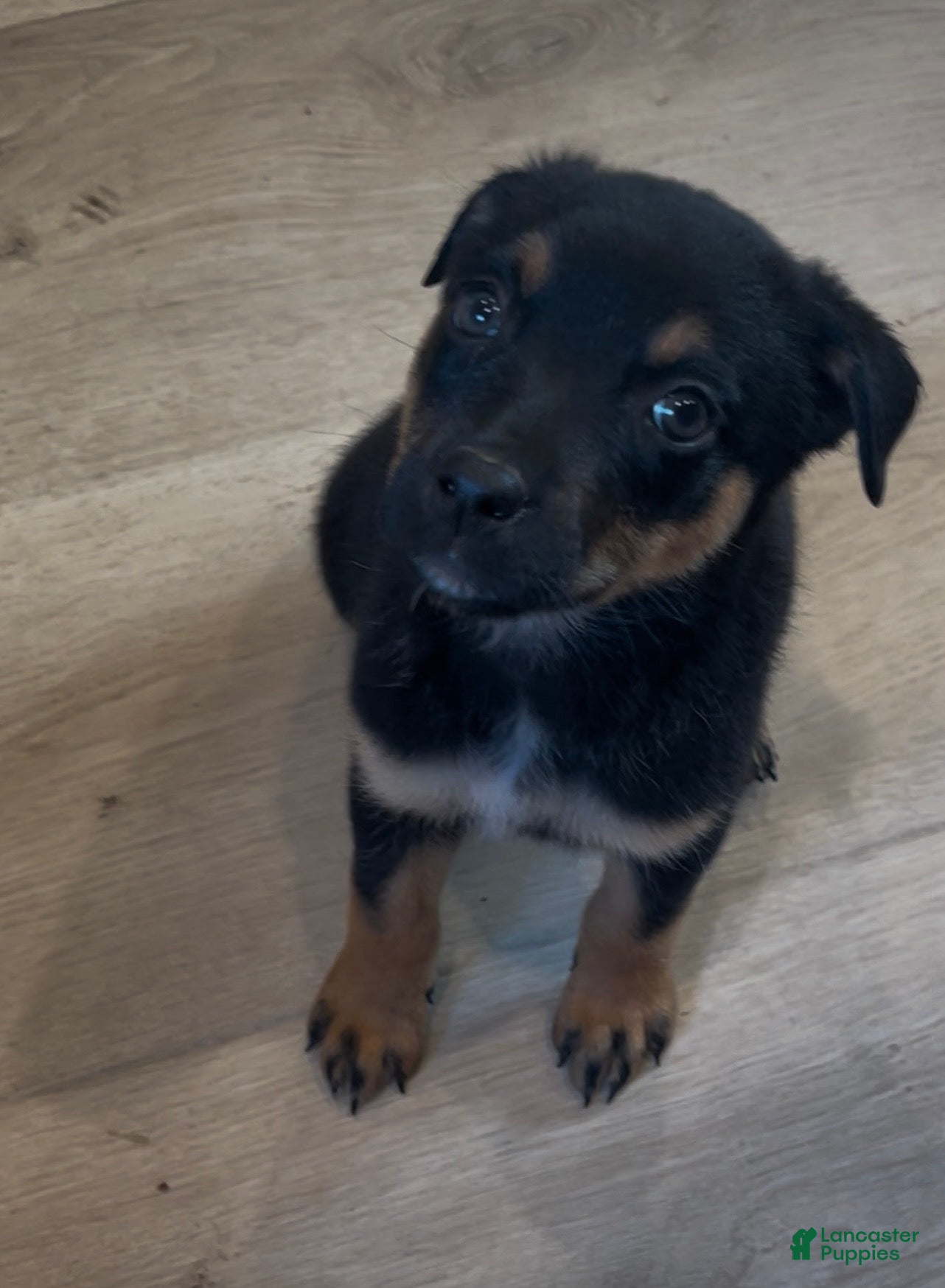 Mixed Breed dogs for sale: Girl 1 (no tail) Cosmo - Ad 9