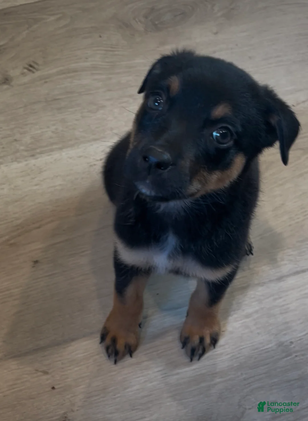 Mixed Breed dogs for sale: Girl 1 (no tail) Cosmo - Ad 1