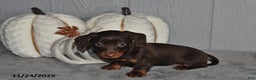 Miniature Dachshund dogs for sale: Cocoa - Ad 5