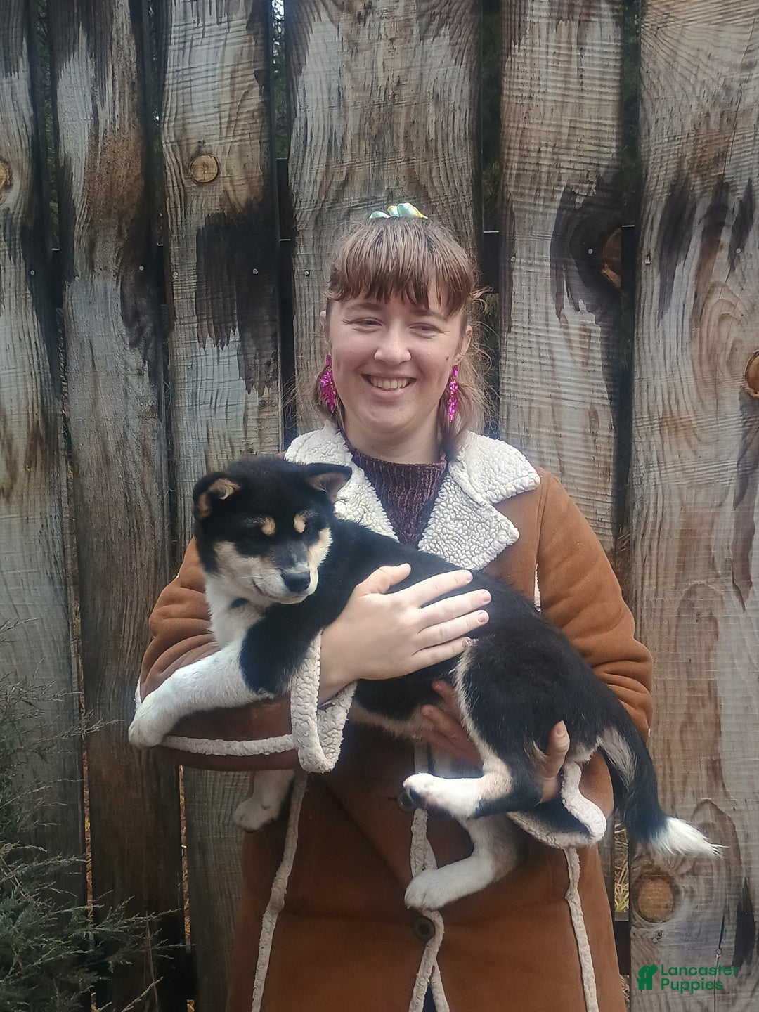 Shiba Inu dogs for sale: Joey - Ad 1