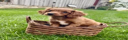 Cavapoo dogs for sale: Bentley  - Ad 3