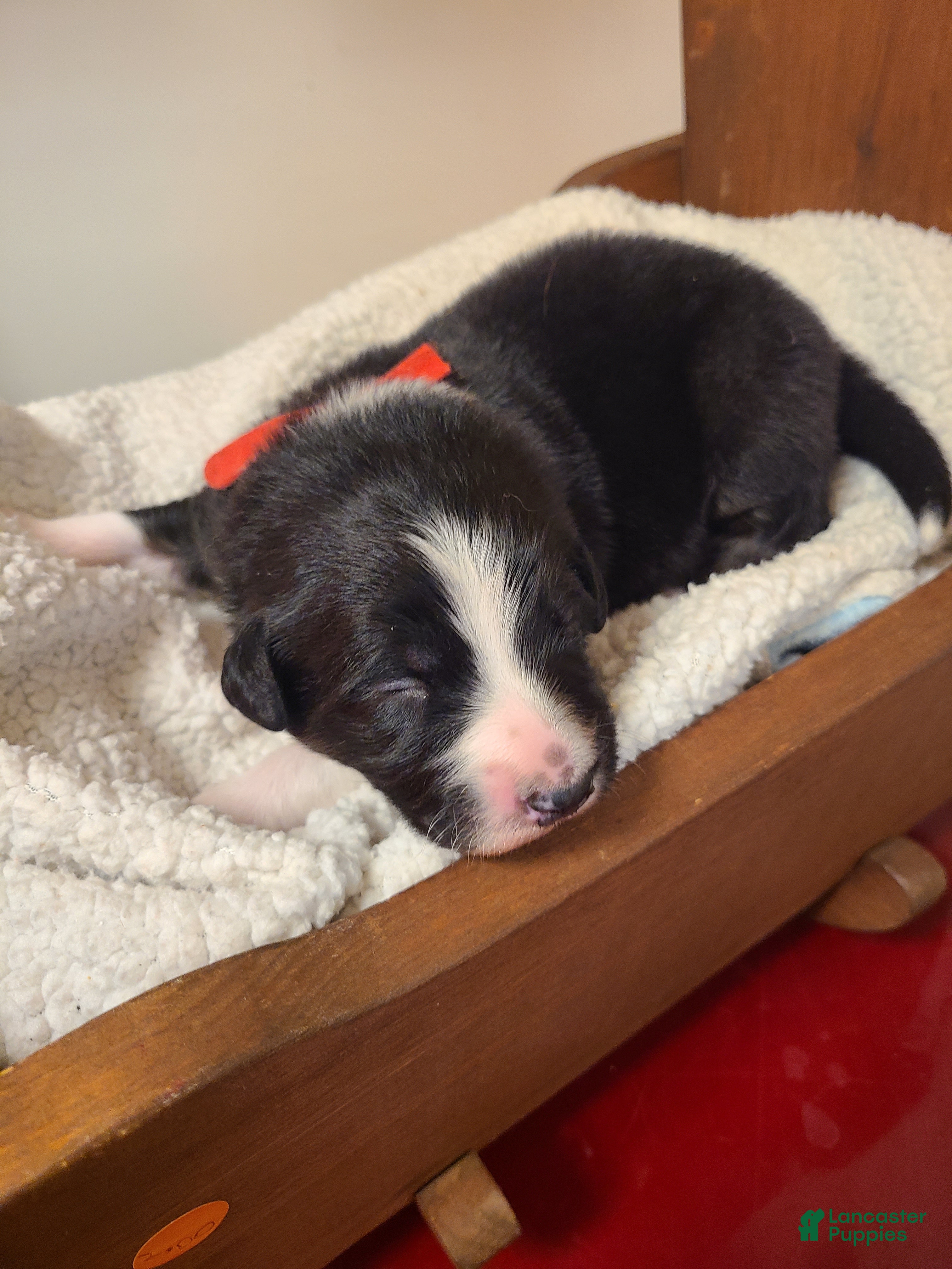 Mixed Breed dogs Schwarber - Ad 30