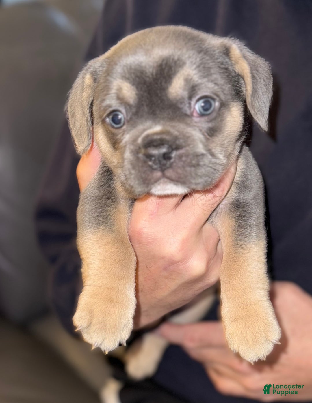 French Bulldog dogs for sale: French Bulldog Puppy 2 - Ad 3