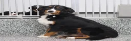 Bernese Mountain Dog dogs for sale: Jonah Bernese Mountain Dog  - Ad 5