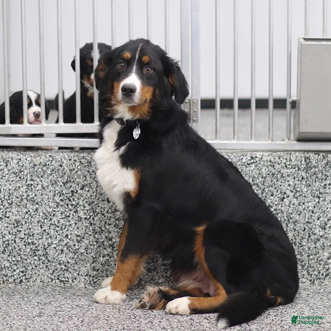 Bernese Mountain Dog dogs for sale: Jonah Bernese Mountain Dog  - Ad 5