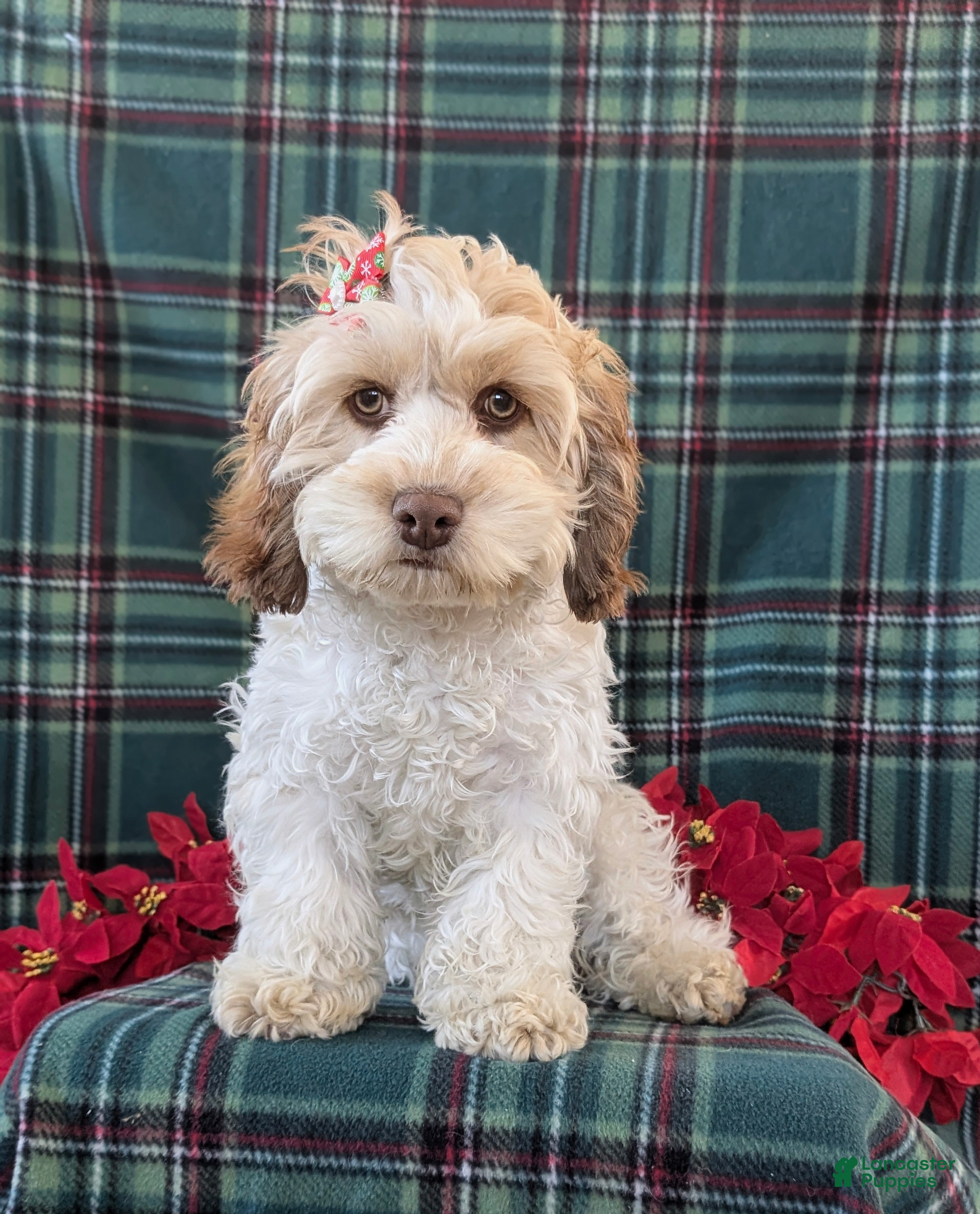 Cockapoo dogs Krystal - Ad 28