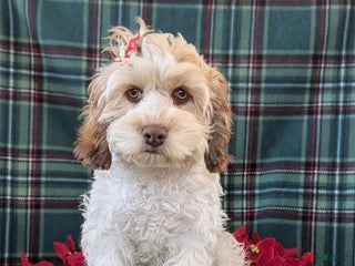 Cockapoo dogs Krystal - Ad 28