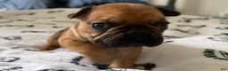 French Bulldog dogs for sale: Romeo junior - Ad 5