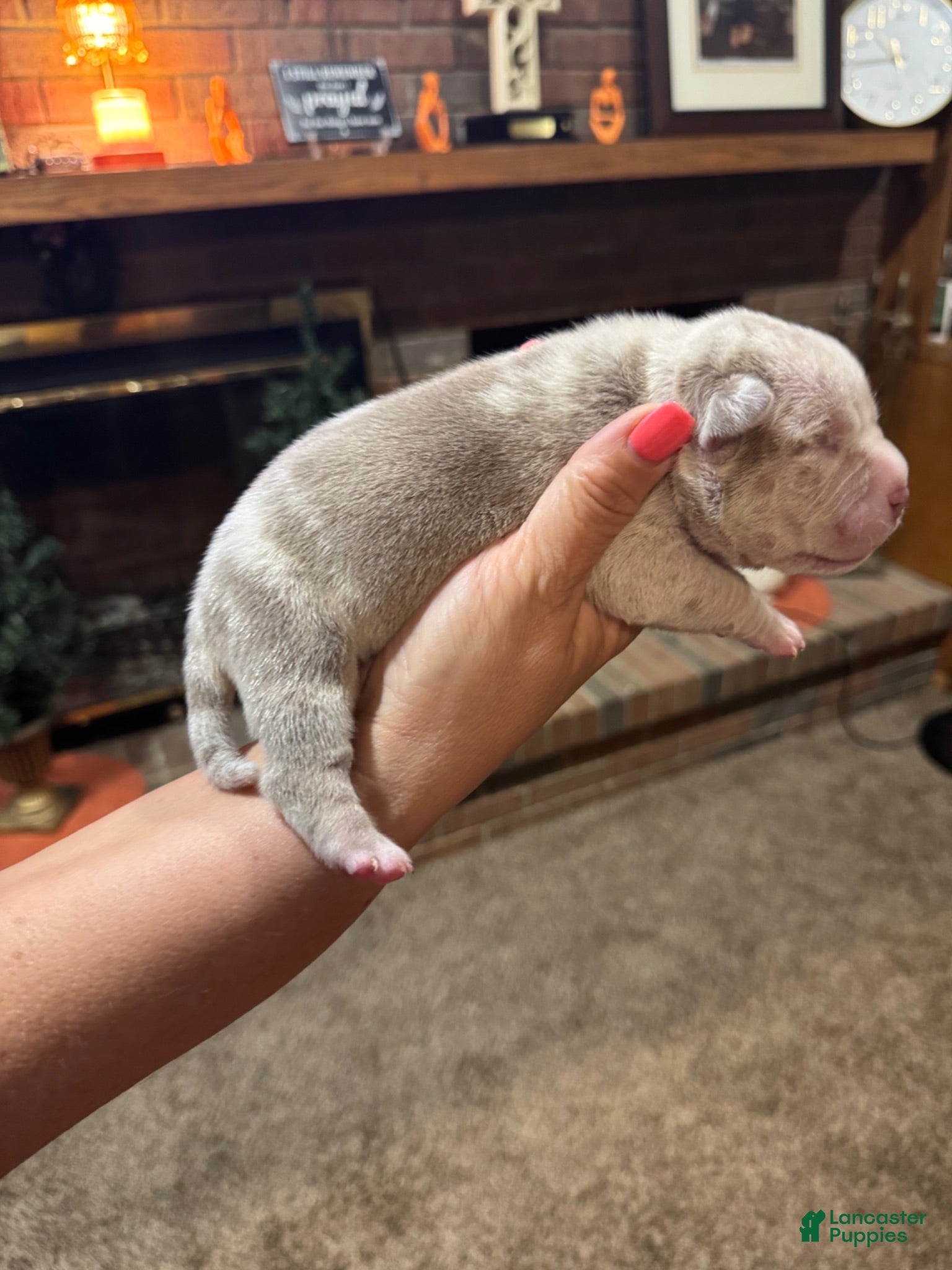 American Bully dogs American Bully Puppy 6 - Ad 22