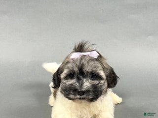 Havanese dogs - Ad 34