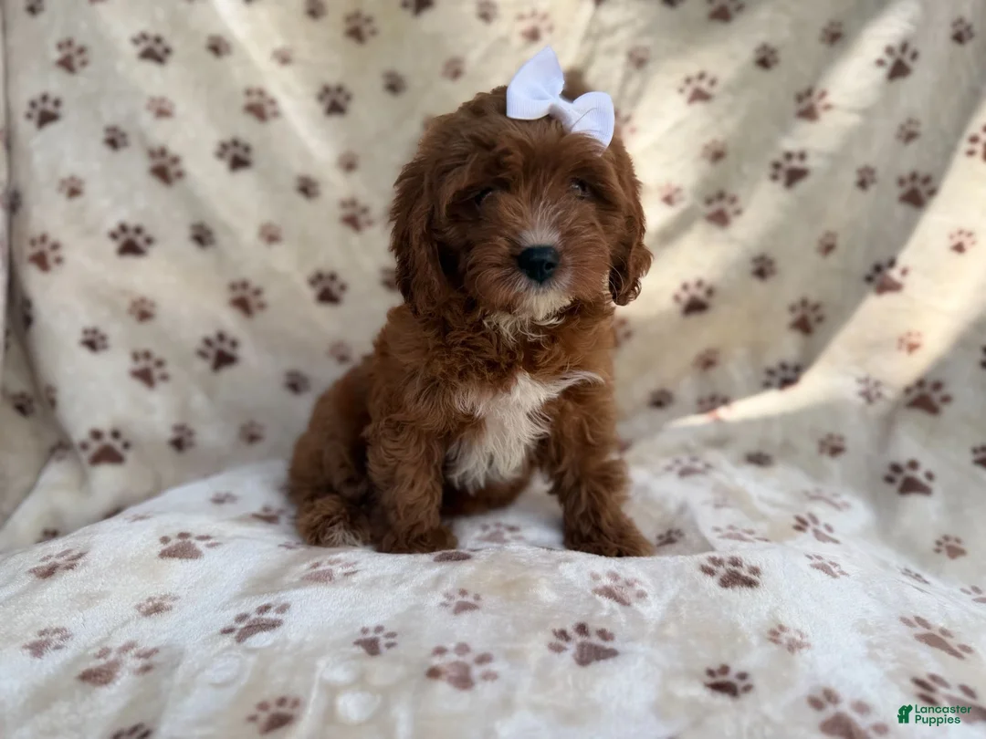 Cavapoo dogs for sale: Lettie - Ad 2