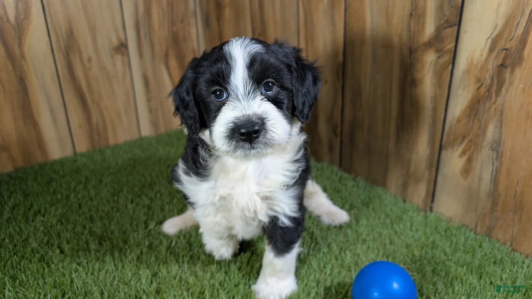 Mini Aussiedoodle dogs for sale: Sunset Boy 3 - Ad 1