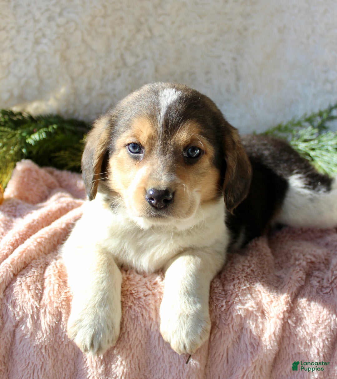 Mixed Breed dogs for sale: Molly - Ad 2