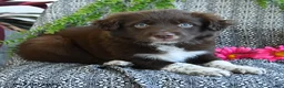 Border Collie dogs for sale: Rocky - Ad 3