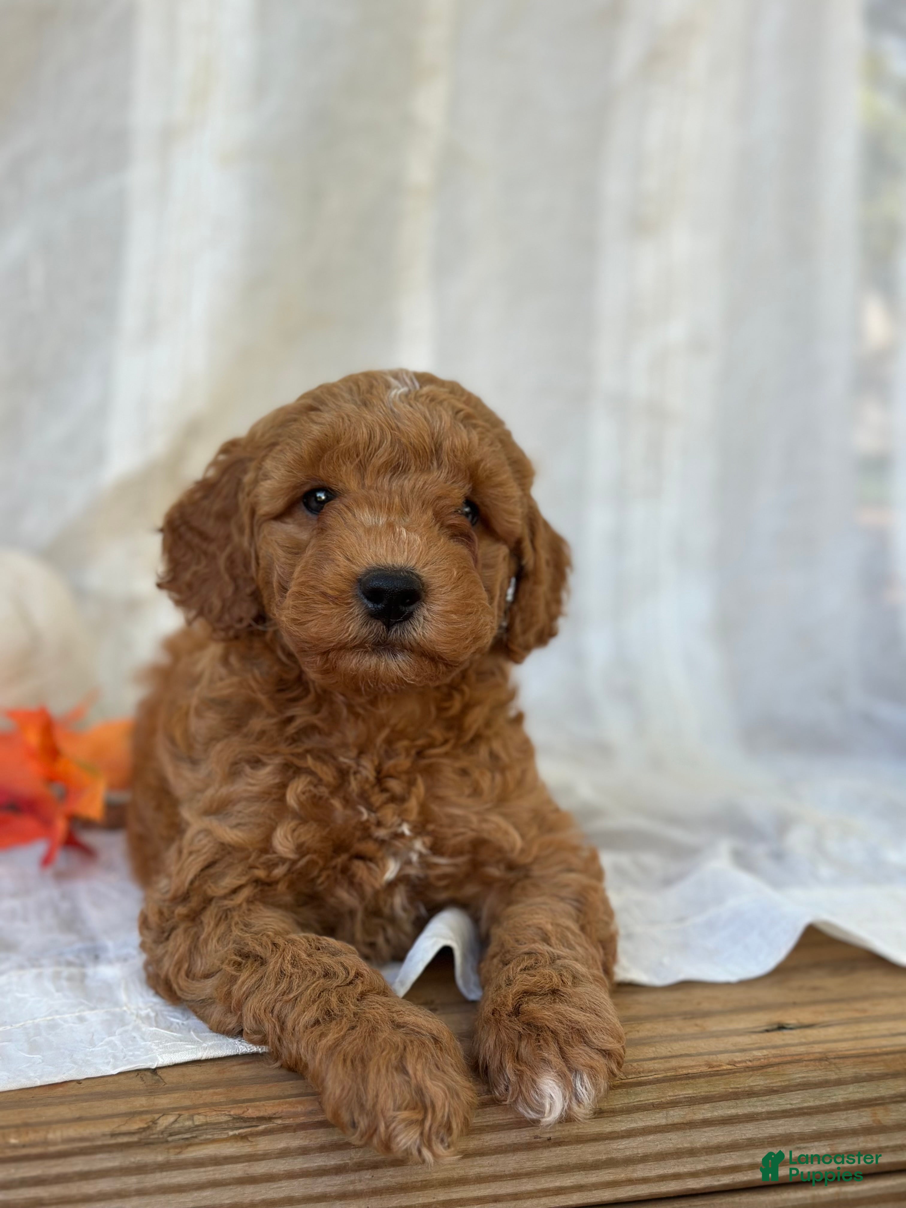 Mini Goldendoodle dogs for sale: Mini Goldendoodle 2 - Ad 1