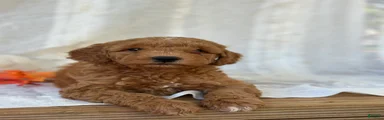 Mini Goldendoodle 2