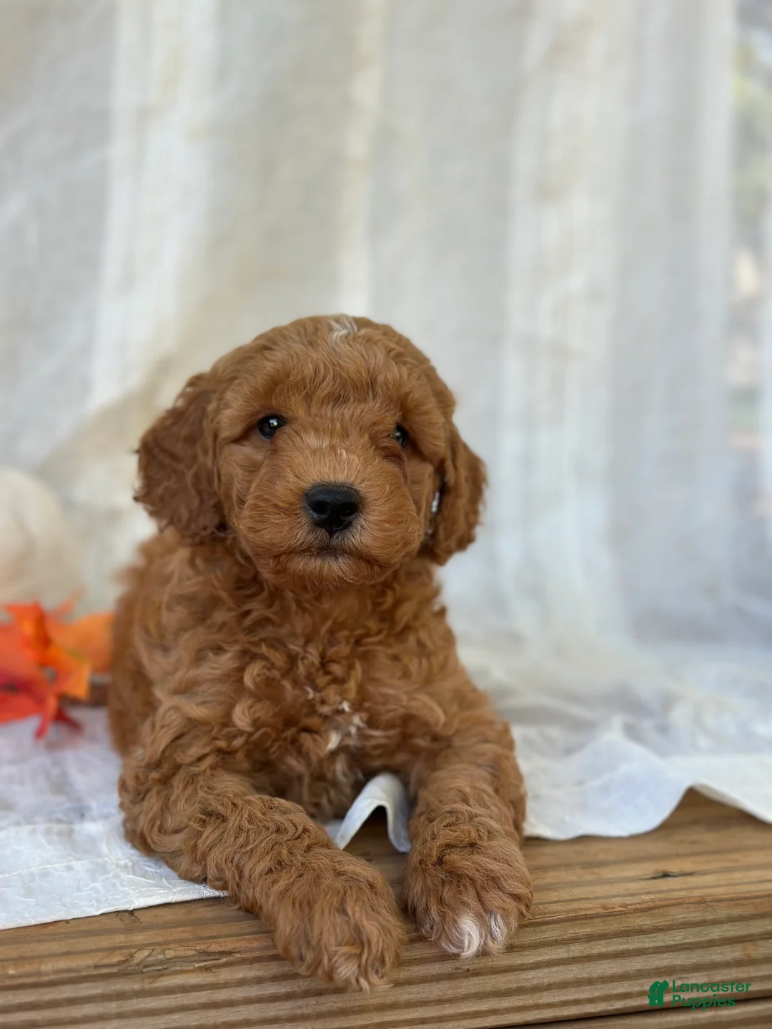 Mini Goldendoodle dogs for sale: Mini Goldendoodle 2 - Ad 1