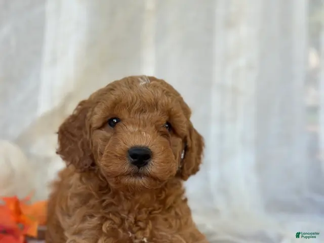 Mini Goldendoodle dogs for sale: Mini Goldendoodle 2 - Ad 1
