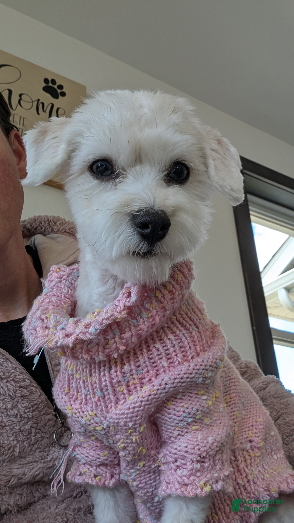 Havanese dogs Havanese Puppy 1 - Ad 1