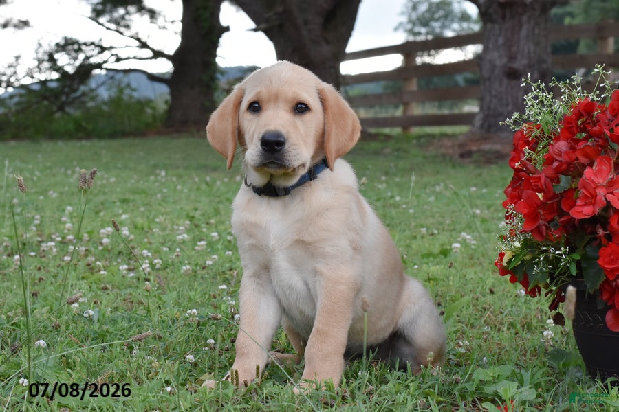 Labrador Retriever dogs Maddox - Ad 2