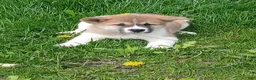 Akita dogs for sale:  Ginko - Ad 5