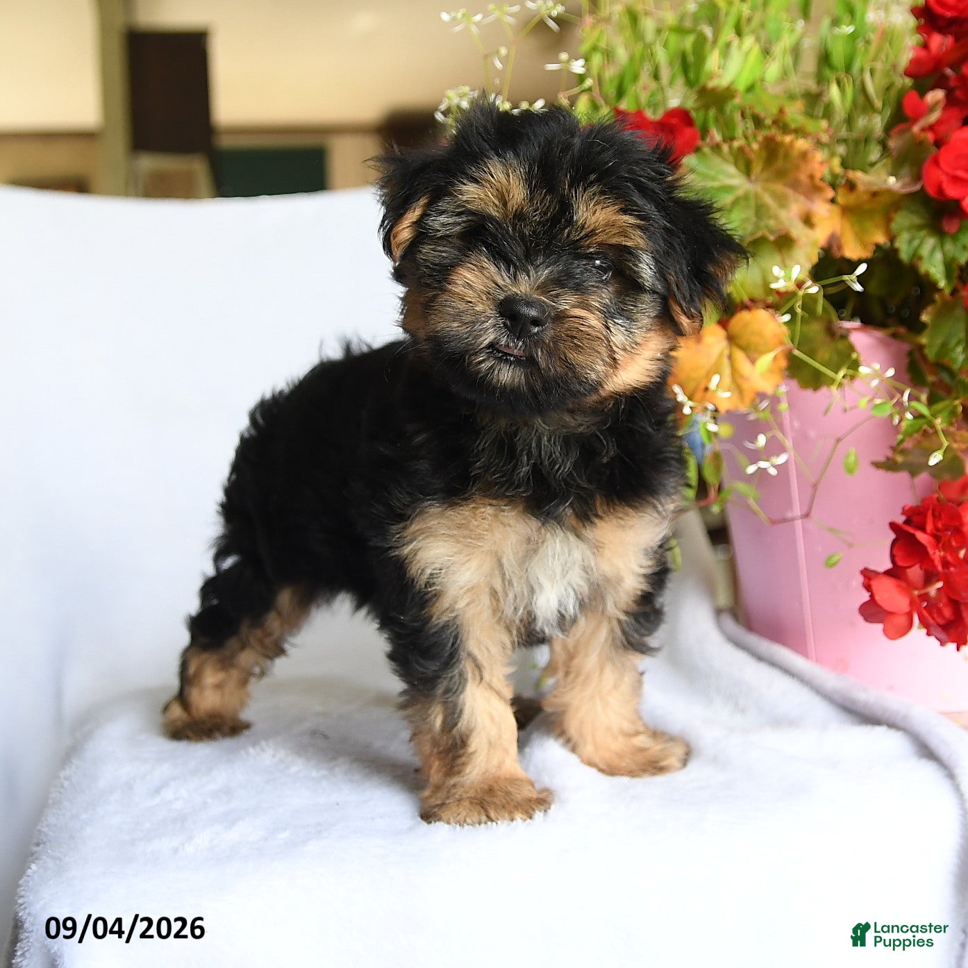 Morkie dogs for sale: Magnus - Ad 3