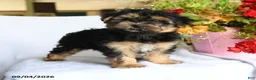 Morkie dogs for sale: Magnus - Ad 1