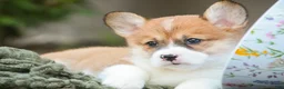 Welsh Corgi Pembroke dogs for sale: Lucky Charm Welsh Corgi Pembroke  - Ad 3