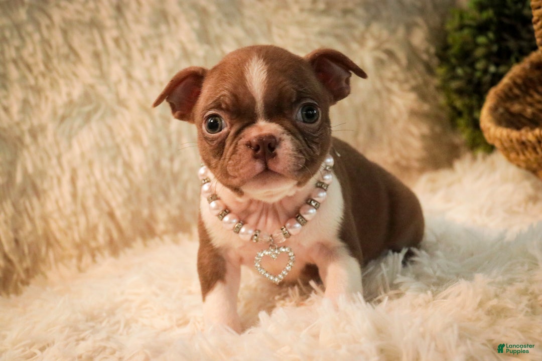 Boston Terrier dogs for sale: Kloe - Ad 10