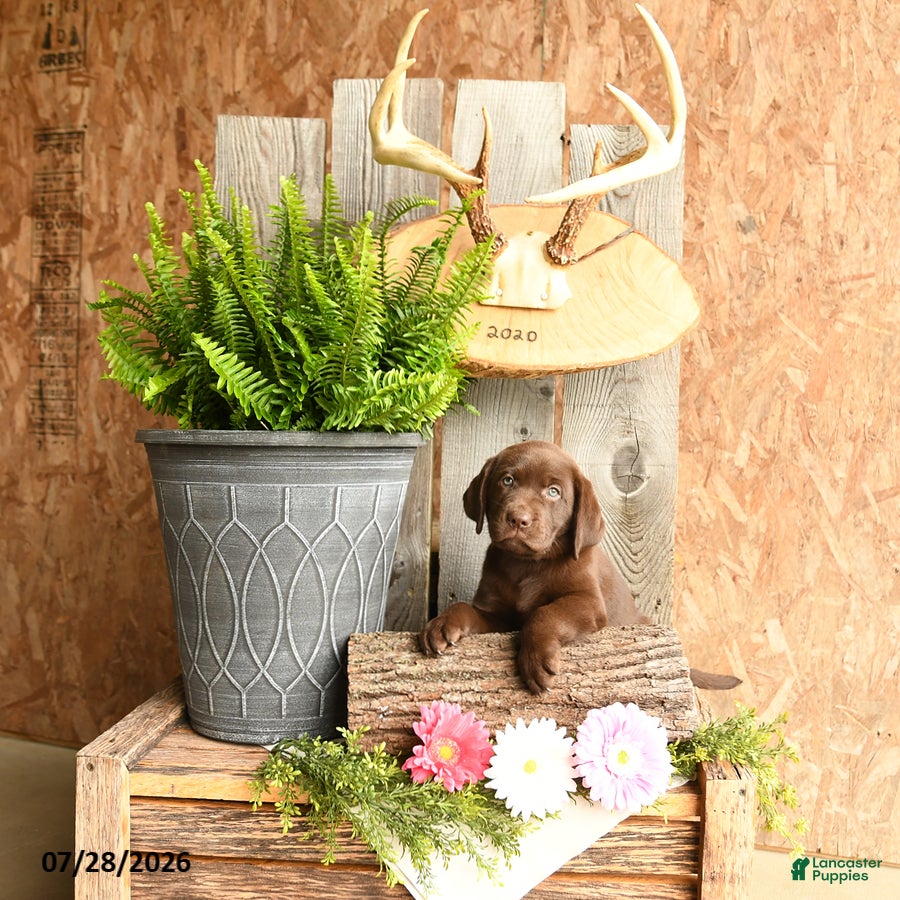 Labrador Retriever dogs Willow - Ad 1