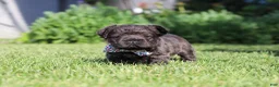 French Bulldog dogs for sale: Abe - Ad 5