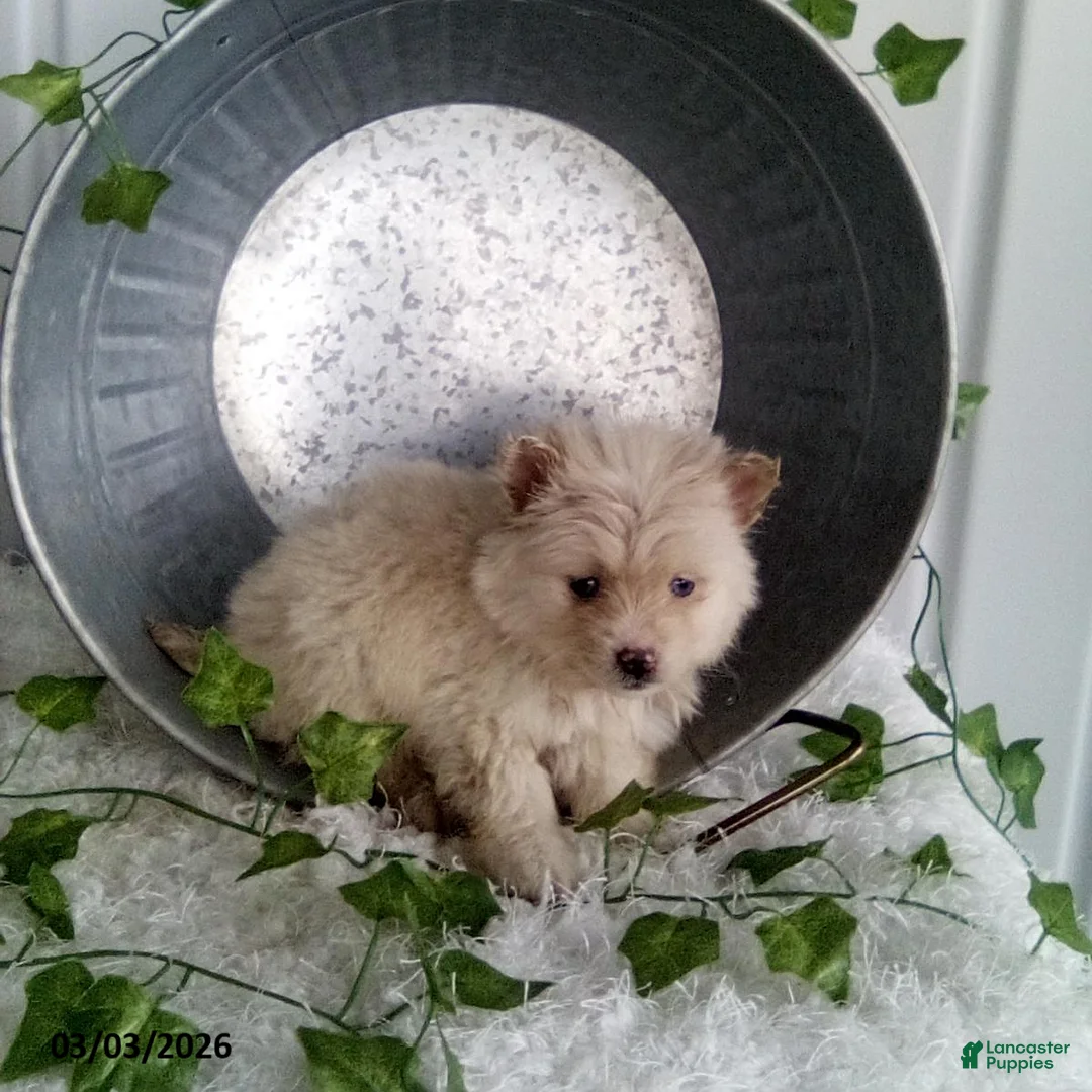 Pomsky dogs for sale: Millie - Ad 3