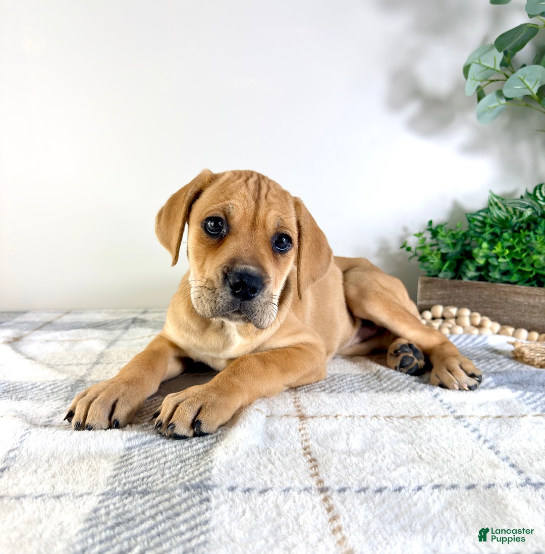 Cane Corso dogs for sale: Nova - Ad 2