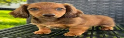 Dachshund dogs for sale: Anson - Ad 4