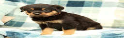 Rottweiler dogs for sale: Sadie - Ad 3