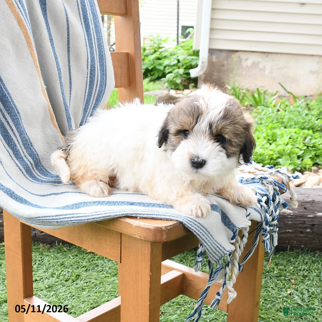 Maltipoo dogs for sale: Sunshine - Ad 3