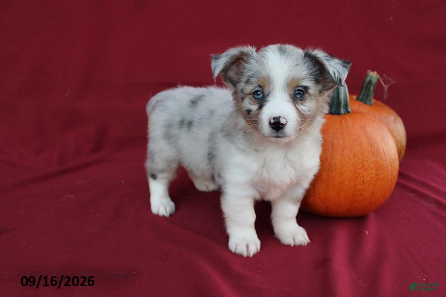 Mixed Breed dogs Artie - Ad 1
