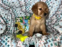 Golden Retriever dogs Gylly the Gentle Gal - Ad 3
