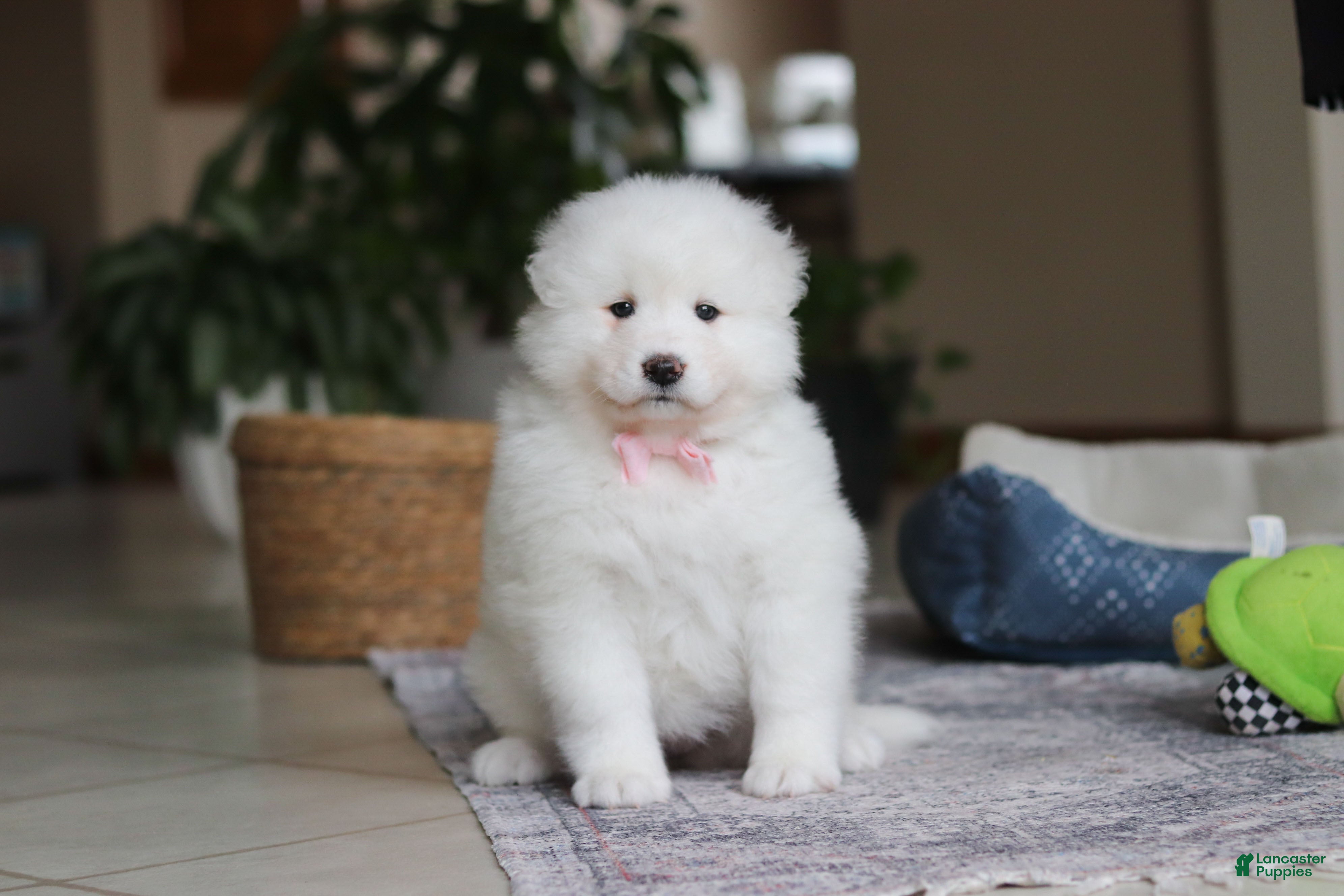 Samoyed dogs Fern - Ad 39