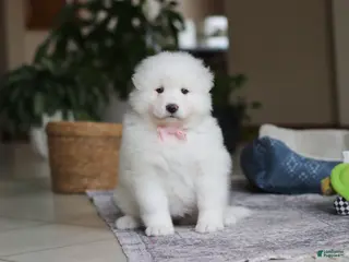 Samoyed dogs Fern - Ad 3
