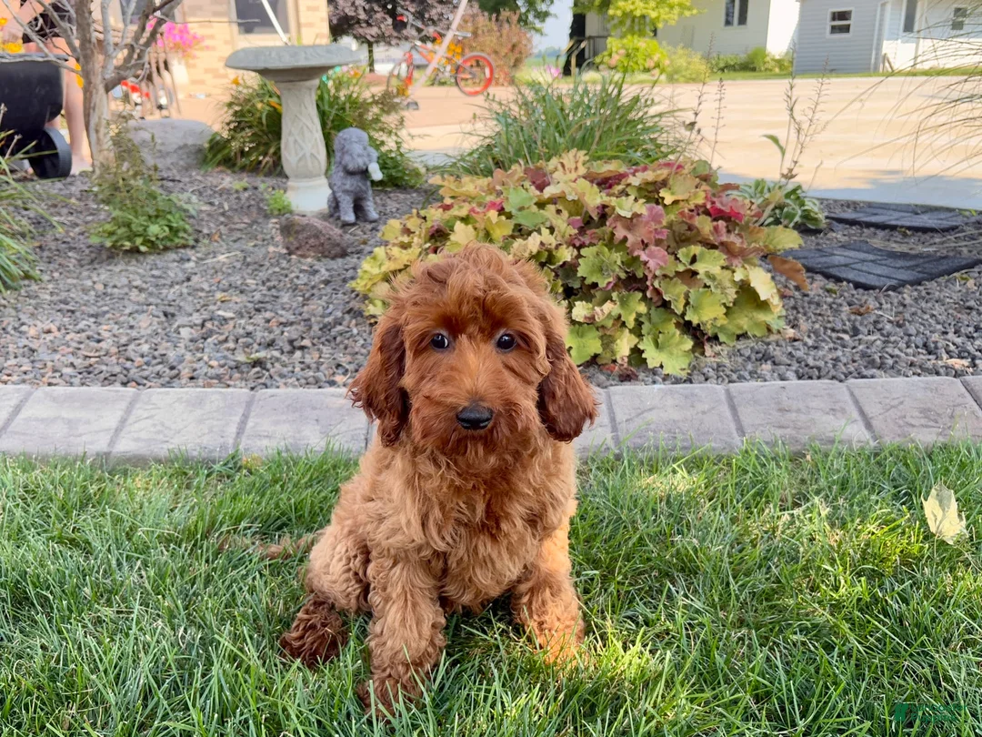 Cockapoo dogs for sale: Shellie - Ad 8