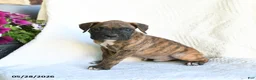 Boxer dogs for sale: Rascal - Ad 4