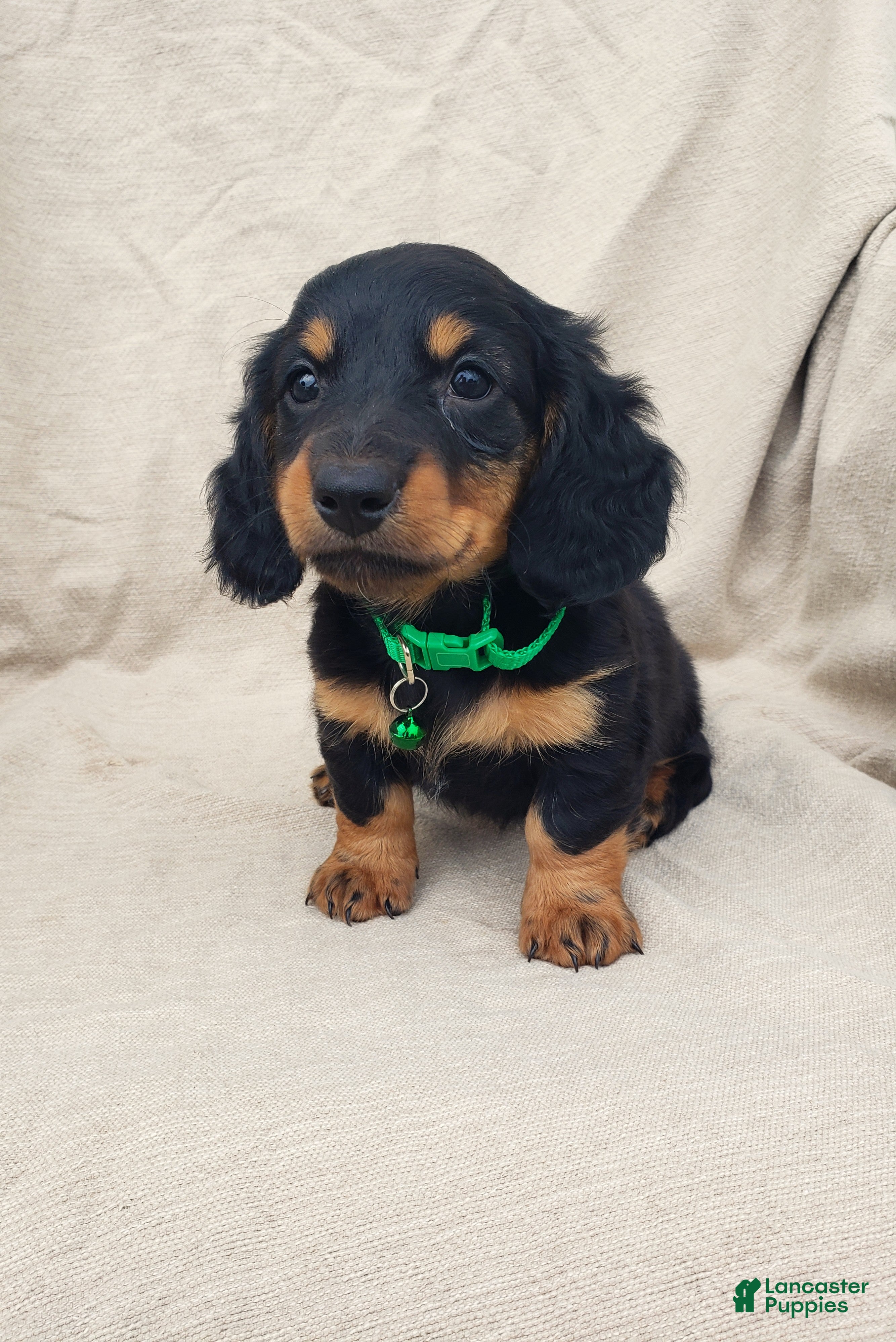 Miniature Dachshund dogs BRADY - Ad 1