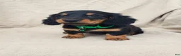 Miniature Dachshund dogs for sale: BRADY - Ad 1