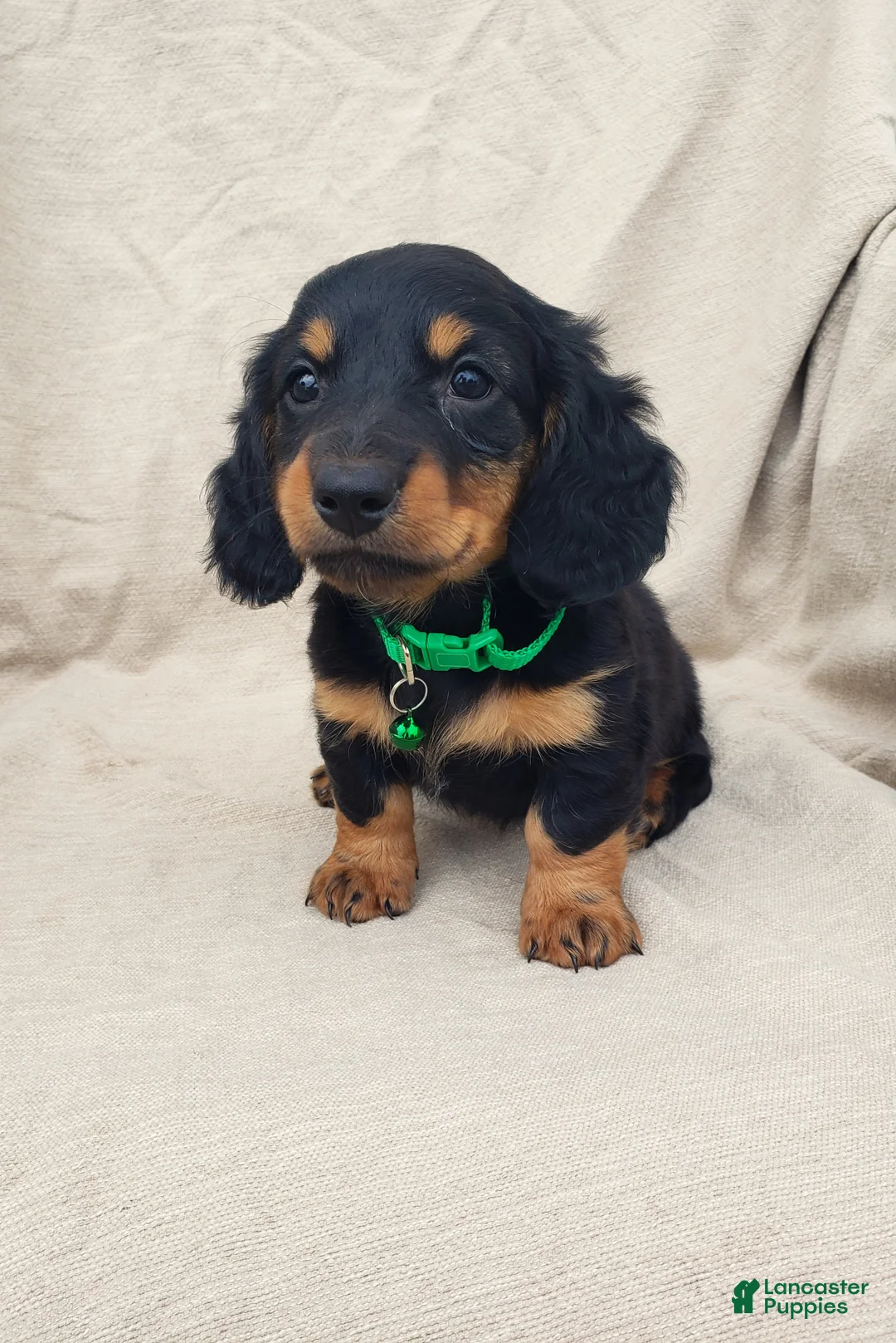 Miniature Dachshund dogs for sale: BRADY - Ad 1